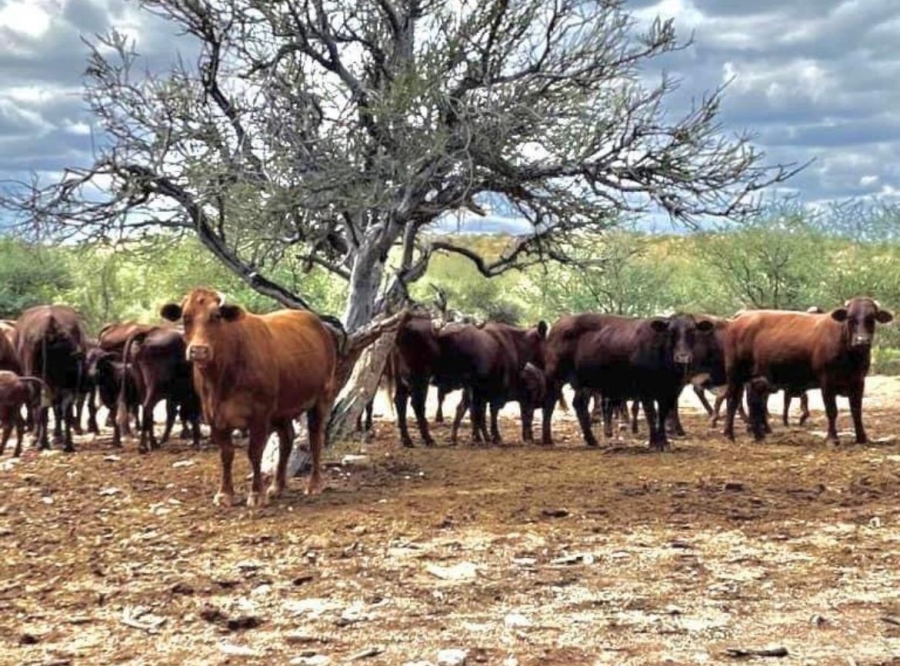 0 Bedroom Property for Sale in Upington Rural Northern Cape